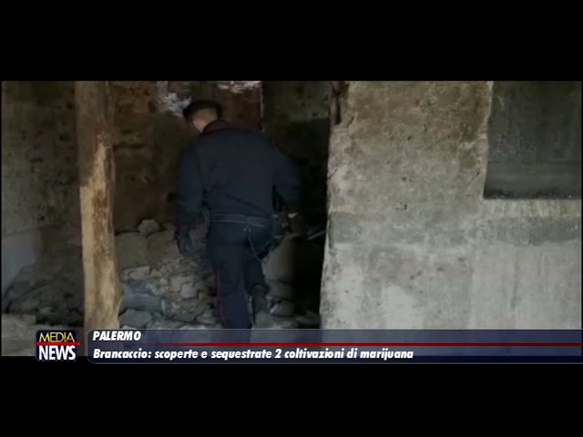 Palermo. Brancaccio. Scoperte e sequestrate due coltivazioni di marijuana