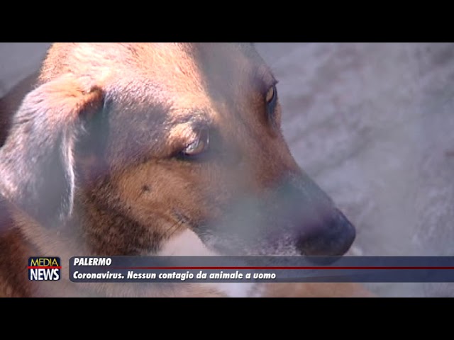 Palermo. Coronavirus. Nessun contagio da animale a uomo