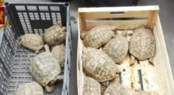 Catania: vendita illegale di animali animali vivi di specie protetta