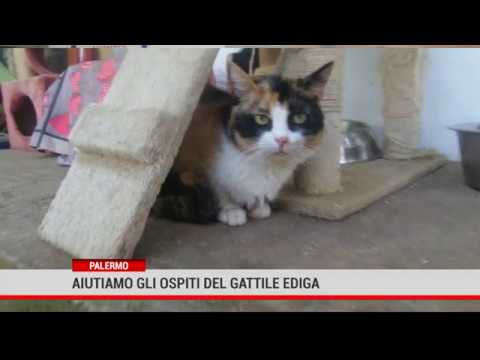 Palermo. Aiutiamo gli ospiti del gattile Ediga