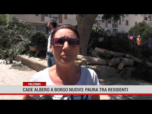 Palermo. Cade albero a Borgo nuovo: paura tra residenti