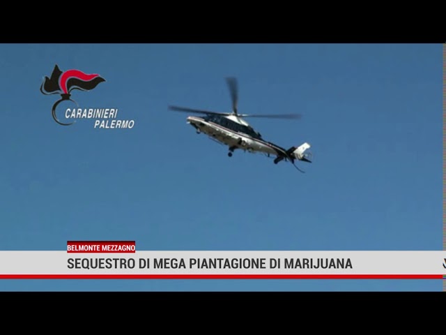 Belmonte Mezzagno. Sequestro dei carabinieri di un terreno con quasi 400 piante di cannabis.