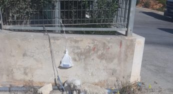Marsala, da tre giorni c’è un cagnolino legato a due passi dal canile. E nessuno interviene