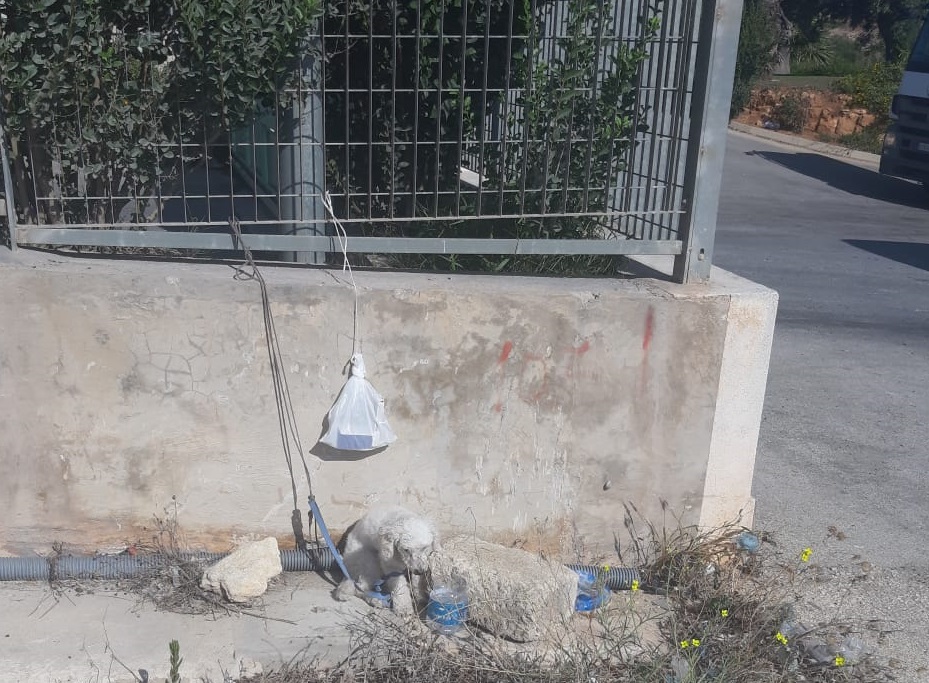 1599231049-0-marsala-da-tre-giorni-c-e-un-cagnolino-legato-a-due-passi-dal-canile-e-nessuno-fa-niente