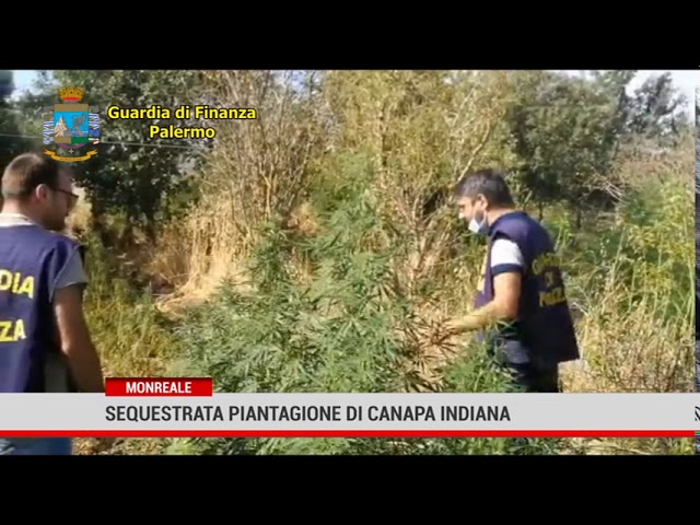 Monreale. Sequestrata una piantagione di canapa indiana