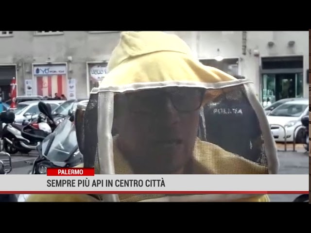 Palermo. Sempre più api in centro città