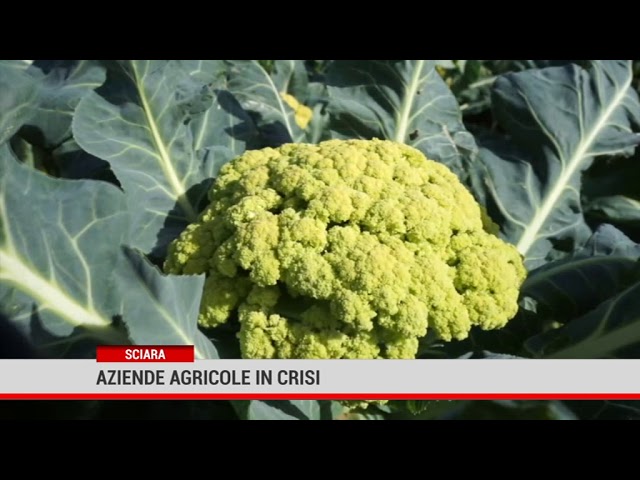 Sciara. Aziende agricole in crisi