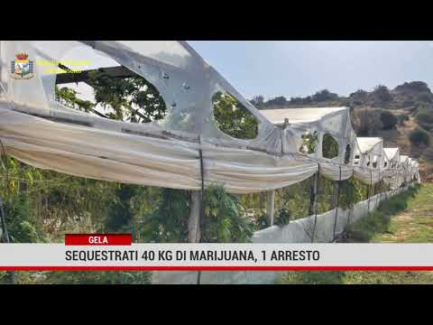 Gela. Gdf: 1 arresto per coltivazione di marijuana