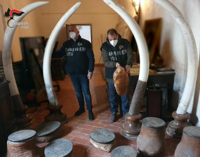 Sequestrate 4 zanne d’avorio di elefante in un albergo nel Palermitano