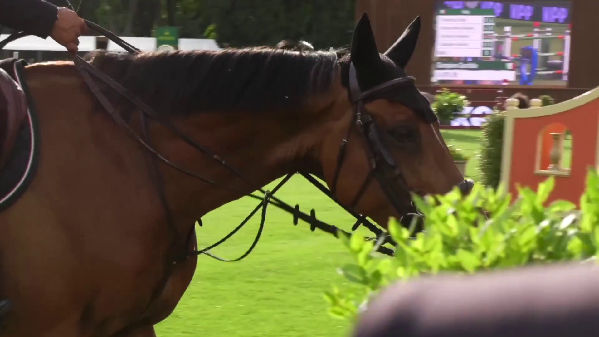 Equitazione