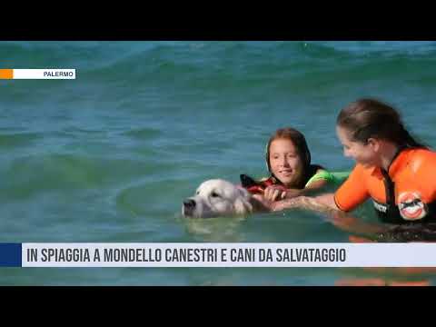Palermo. In spiaggia a Mondello canestri e cani da salvataggio