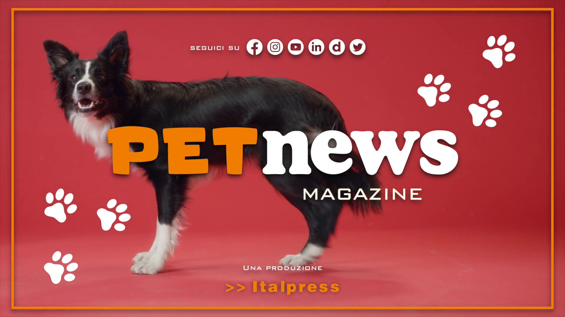 PetNews Magazine - 19/12/2023