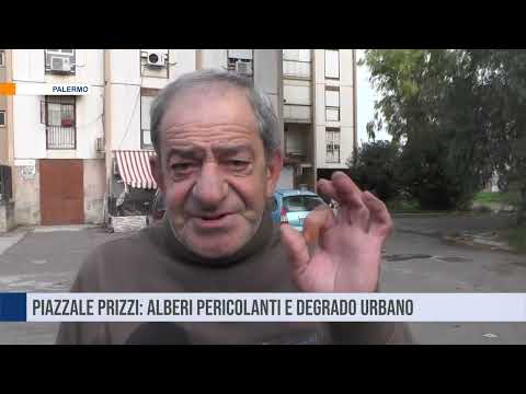 Piazzale Prizzi a Palermo: alberi pericolanti e degrado urbano