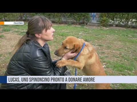 Lucas è in cerca di amore