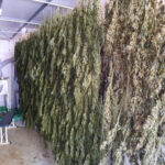 Brescia, coltivavano e raffinavano marijuana, 8 misure cautelari