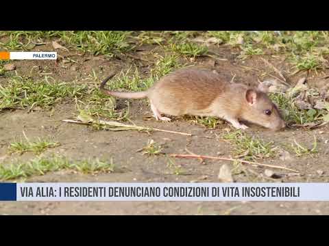 Palermo