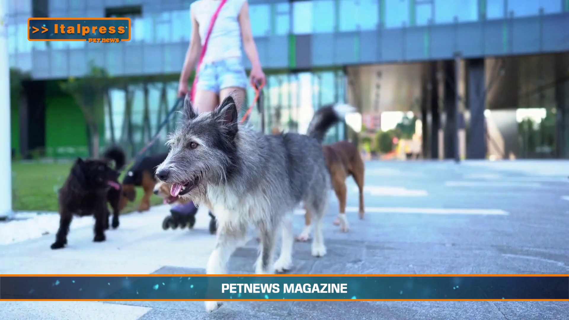 PetNews Magazine - 18/2/2025