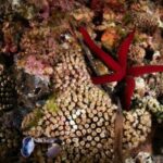 Marevivo lancia “MedCoral Guardians” per la tutela dei coralli