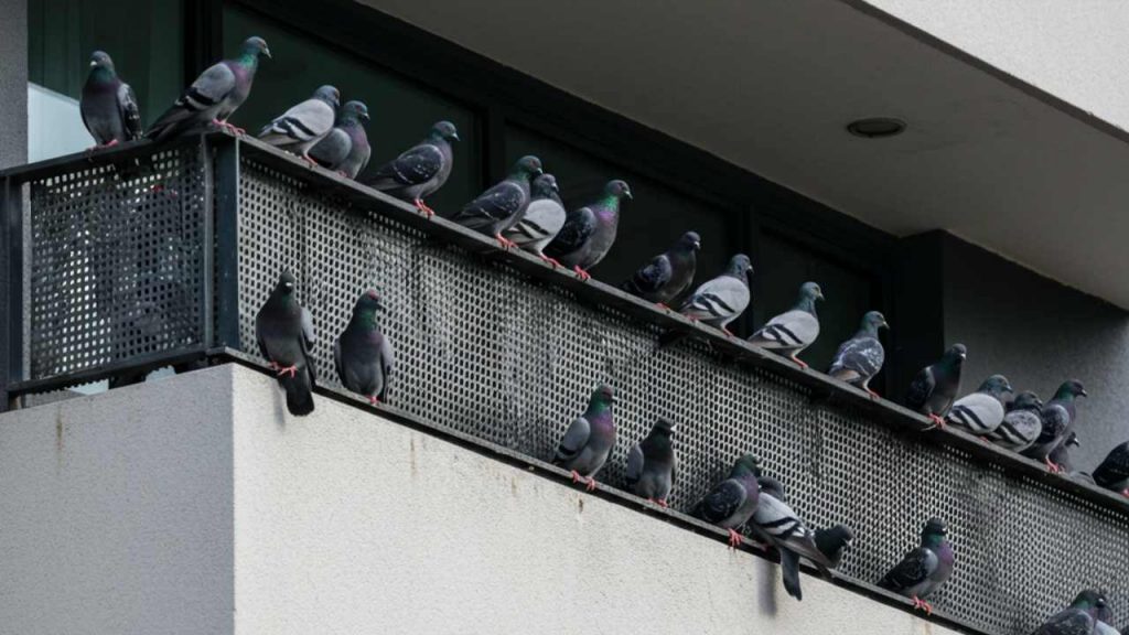 Piccioni sul balcone - foto (C) MediaOneoneline.it