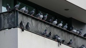 Piccioni sul balcone - foto (C) MediaOneoneline.it