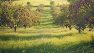 Alberi da frutto, generica - foto mediaoneonline.it
