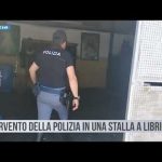 Catania. Intervento della Polizia in una stalla a Librino