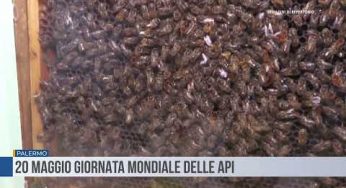 Oggi, 20 maggio, si celebra la Giornata mondiale delle api