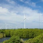 In Puglia pale eoliche e pannelli fotovoltaici al posto di ulivi secolari. La denuncia di Fuori dal coro. E in Sicilia con l’olio d’oliva…