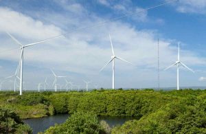 In Puglia pale eoliche e pannelli fotovoltaici al posto di ulivi secolari. La denuncia di Fuori dal coro. E in Sicilia con l’olio d’oliva…
