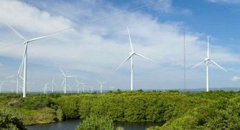 In Puglia pale eoliche e pannelli fotovoltaici al posto di ulivi secolari. La denuncia di Fuori dal coro. E in Sicilia con l’olio d’oliva…