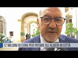 Palermo: 12 milioni di euro per potare gli alberi in città