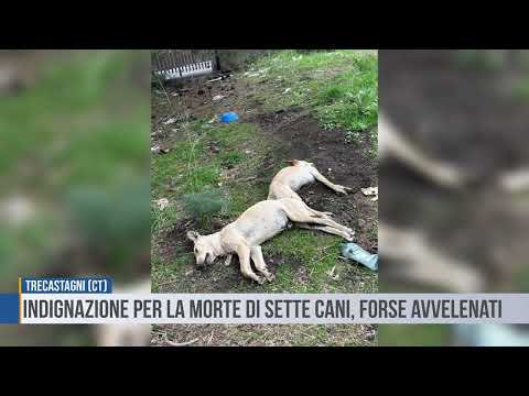Trecastagni (Ct): indignazione per la morte di sette cani, forse avvelenati